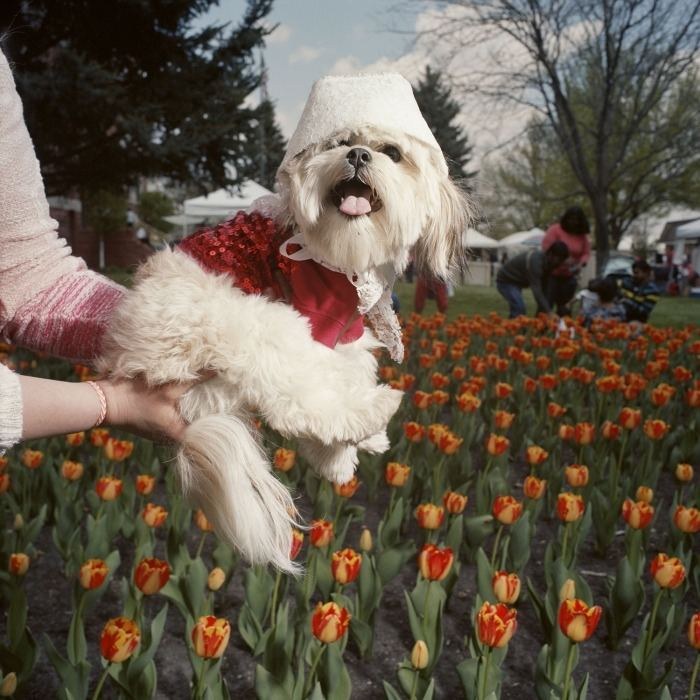 Dog in Bonnet, Tulip Festival, Orange City, Iowa by Naomi Harris